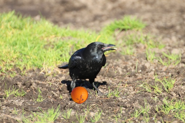 crow-o-boll